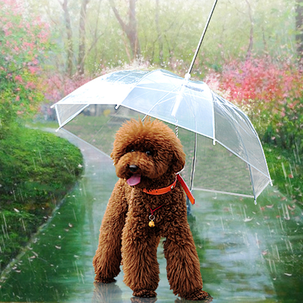 Dáždnik pre psov 